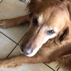 Meet your Posher, Ann